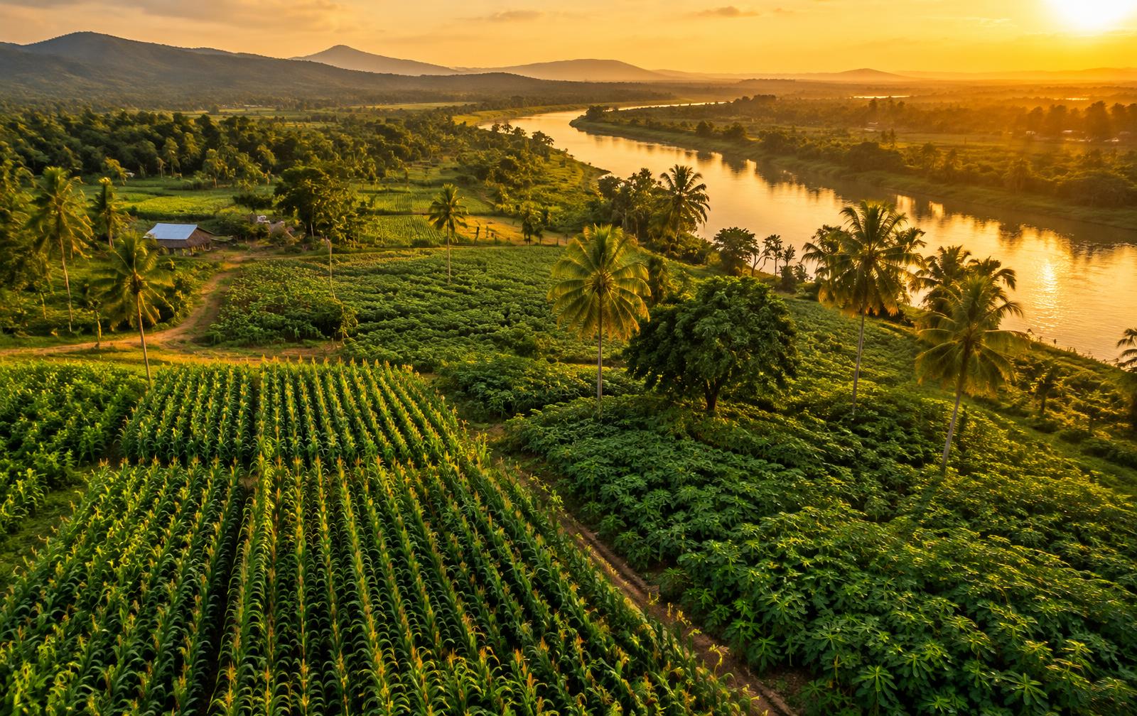 Farm fields along the Volta river at sunset